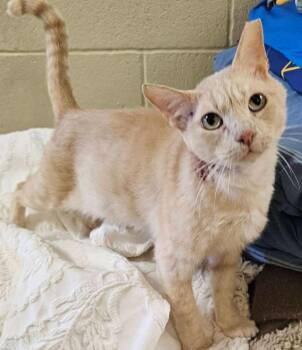 Rescue Domestic Short Hair Cats for Adoption in Rockwall, Texas - Stitch | PetCurious