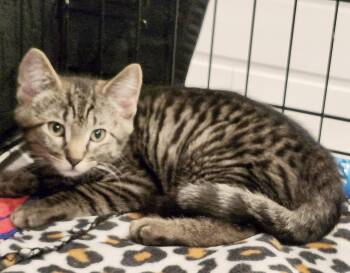 Larkin (Courtesy Post) -  Tabby Cat Available for Adoption in Parkville, Missouri - Larkin (Courtesy Post) | PetCurious