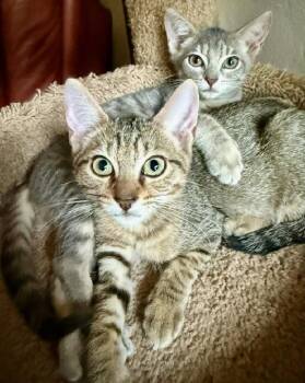 Rescue Domestic Short Hair Cats for Adoption in Pompano Beach, Florida - Leila 2025 | PetCurious