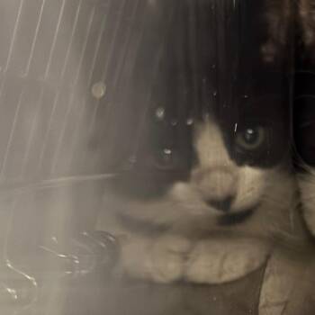 Trooper -  Domestic Short Hair Cat Available for Adoption in Salt Lake City, Utah - Trooper | PetCurious