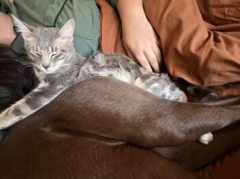 Miso -  Domestic Short Hair Cat for Adoption in Vancouver, Washington - Miso | PetCurious