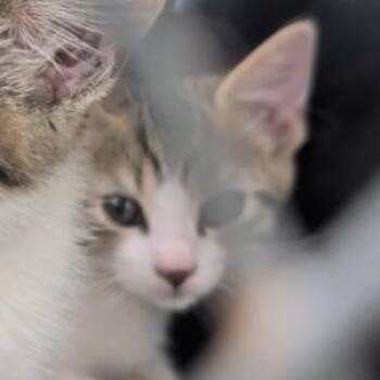 Speedy Gonzales -  Domestic Short Hair Cat for Adoption in Marion, Illinois - Speedy Gonzales | PetCurious