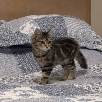 Domestic Short Hair Cats Available for Adoption - Natasha | PetCurious