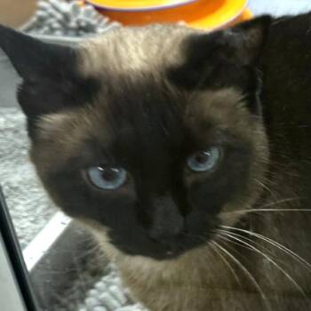 Fiona -- Bonded Buddy With Lucy -  Domestic Short Hair Cat for Adoption in Des Moines, Iowa - Fiona -- Bonded Buddy With Lucy | PetCurious