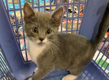 American Shorthair Cats Available for Adoption in Tracy, California - Alex | PetCurious