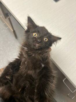 Kiva -  Domestic Long Hair Cat for Adoption in Greenfield, Indiana - Kiva | PetCurious