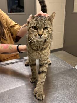 Rescue Domestic Short Hair and Extra Toes Cat Hemingway Polydactyl Cats for Adoption in Mason City, Iowa - Ethel | PetCurious