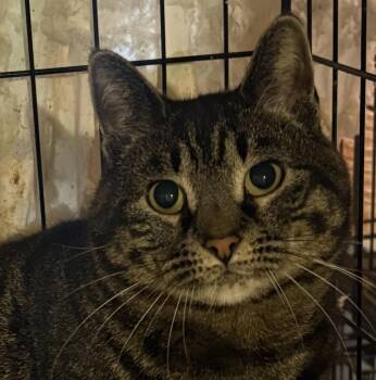 Domestic Short Hair Cats Available for Adoption - Darcy | PetCurious