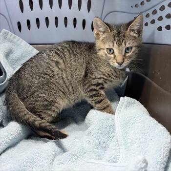 Gold -  Domestic Short Hair Cat for Adoption in Cumming, Georgia - Gold | PetCurious