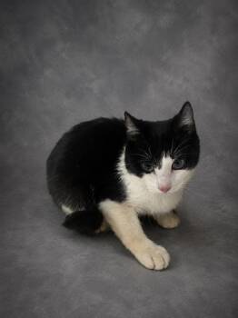 FIZZY -  Domestic Short Hair Cat for Adoption in Winter Haven, Florida - FIZZY | PetCurious