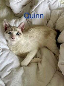 Quinn -  Snowshoe and Siamese Cat for Adoption in Oakland Park, Florida - Quinn | PetCurious