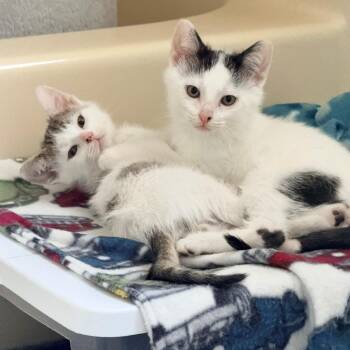 Domestic Short Hair Cats Available for Adoption in Normal, Illinois - Mike | PetCurious