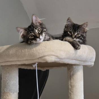 Dash -  Domestic Medium Hair Cat for Adoption in Wakefield, Massachusetts - Dash | PetCurious