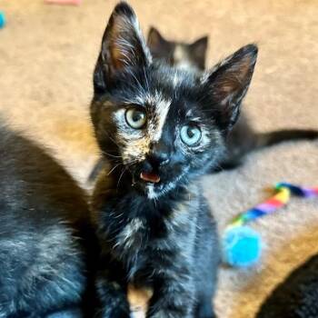 Blossom Beach -  Domestic Short Hair and Tortoiseshell Cat for Adoption in Morrison, Colorado - Blossom Beach | PetCurious