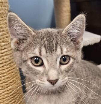 Domestic Short Hair Cats Available for Adoption in Washburn, Wisconsin - Cricket | PetCurious