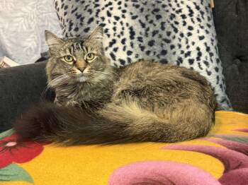 Tripp -  Domestic Medium Hair and Maine Coon Cat for Adoption in Blaine, Minnesota - Tripp | PetCurious