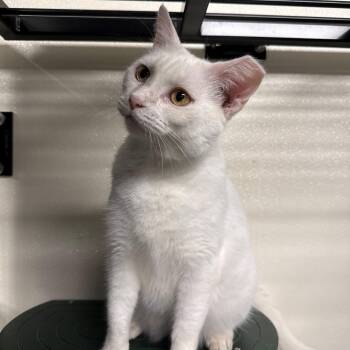SnowWhite -  Domestic Short Hair Cat for Adoption in Hopkinton, Massachusetts - SnowWhite | PetCurious