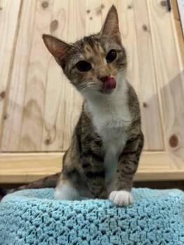 Rescue Domestic Short Hair Cats for Adoption in Chuckey, Tennessee - Apricot | PetCurious