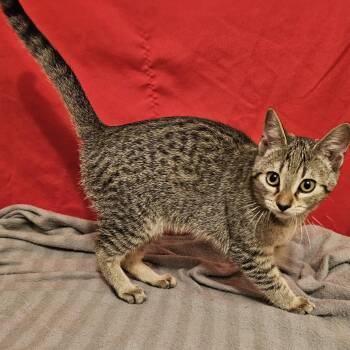 American Shorthair Cats Available for Adoption - Maddie | PetCurious