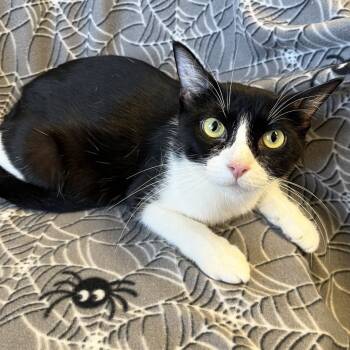 Rescue Domestic Short Hair Cats for Adoption in Mt. Juliet, Tennessee - Mama Hallow | PetCurious