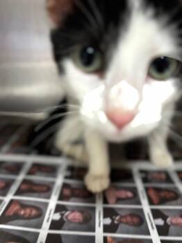 Tiffany -  Domestic Short Hair Cat for Adoption in Hopkinsville, Kentucky - Tiffany | PetCurious