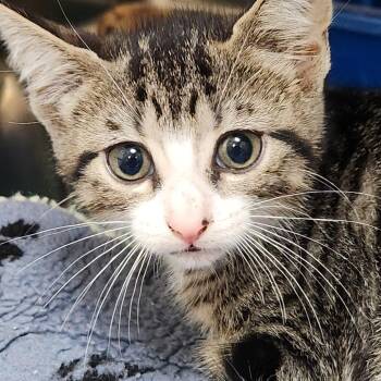 Domestic Short Hair Cats Available for Adoption in Corsicana, Texas - Reeses K45745 | PetCurious