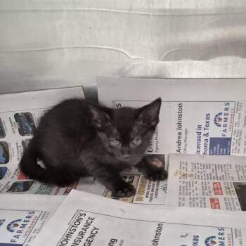 Dozer -  Domestic Short Hair Cat for Adoption in Ardmore, Oklahoma - Dozer | PetCurious