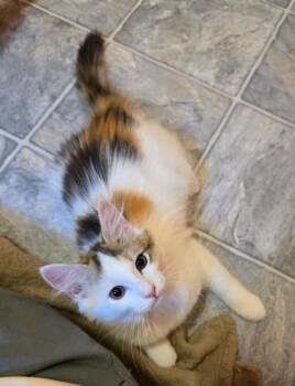 Disco Dancer26 -  Domestic Long Hair Cat for Adoption in Youngsville, North Carolina - Disco Dancer26 | PetCurious