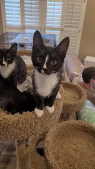 MINY -  Tuxedo and Domestic Short Hair Cat for Adoption in Escalon, California - MINY | PetCurious