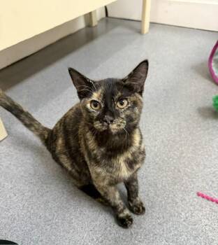 Bella -  Tortoiseshell Cat for Adoption in Chisholm, Minnesota - Bella | PetCurious