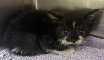 Gene -  Domestic Short Hair Cat for Adoption in Eugene, Oregon - Gene | PetCurious