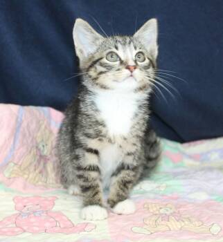 Domestic Long Hair and Tabby Cats Available for Adoption - Kate - 43174 | PetCurious