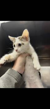 Domestic Short Hair Cats Available for Adoption in Killeen, Texas - SCRUFF | PetCurious