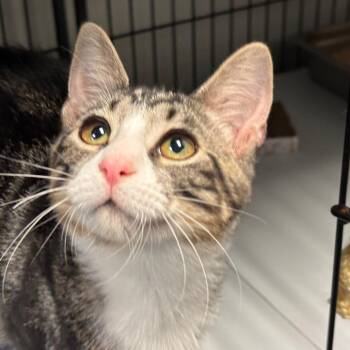 Sosta Lowsta -  Domestic Short Hair Cat for Adoption in Davenport, Iowa - Sosta Lowsta | PetCurious