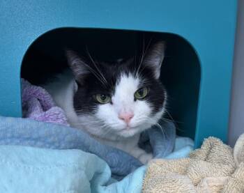 Dex -  Domestic Short Hair Cat for Adoption - Dex | PetCurious