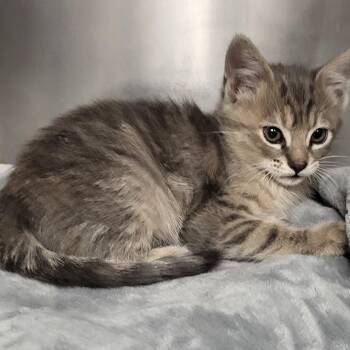 Domestic Short Hair Cats Available for Adoption in Los Angeles, California - Mabel | PetCurious