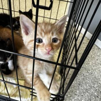 Oliver -  Domestic Short Hair Cat for Adoption in Manhattan, Kansas - Oliver | PetCurious