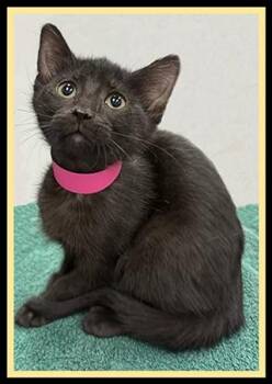 BOO -  Domestic Short Hair Cat for Adoption in Peoria, Illinois - BOO | PetCurious