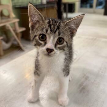 Tiny Bob -  Domestic Short Hair Cat Available for Adoption in Mt. Juliet, Tennessee - Tiny Bob | PetCurious
