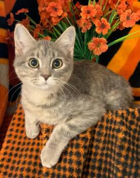 6/16/26 Jillian -  Domestic Short Hair Cat for Adoption in Stillwater, Oklahoma - 6/16/26 Jillian | PetCurious