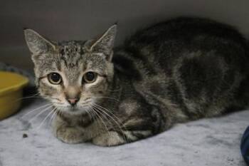 Pixie -  Domestic Short Hair Cat for Adoption in Brunswick, Georgia - Pixie | PetCurious