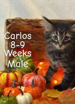 Rescue Domestic Medium Hair Cats for Adoption in Tama, Iowa - Carlos | PetCurious