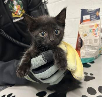 RAENA -  Domestic Short Hair Cat for Adoption in Derwood, Maryland - RAENA | PetCurious