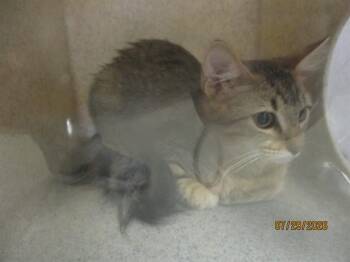 A478882 -  Domestic Short Hair Cat for Adoption in Oklahoma City, Oklahoma - A478882 | PetCurious