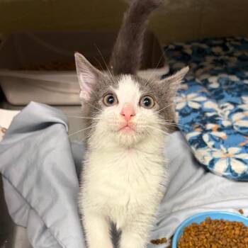 Buoy -  Domestic Short Hair Cat for Adoption in Concord, North Carolina - Buoy | PetCurious