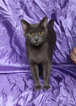 Rescue Domestic Short Hair Cats for Adoption in Rock Falls, Illinois - Esmeralda | PetCurious