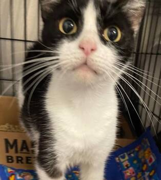 Missy -  Domestic Short Hair Cat for Adoption in Cincinnati, Ohio - Missy | PetCurious