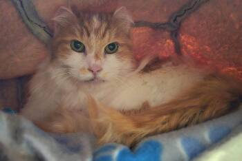 Mr Cat -  Domestic Short Hair Cat for Adoption in Vancouver, Washington - Mr Cat | PetCurious