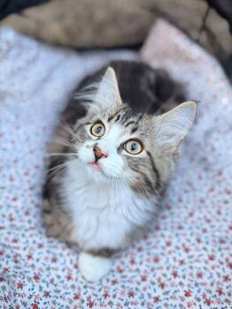 Tuna -  Domestic Long Hair Cat for Adoption in Medford Lakes, New Jersey - Tuna | PetCurious