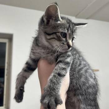 Critter -  Domestic Short Hair Cat for Adoption in Driggs, Idaho - Critter | PetCurious